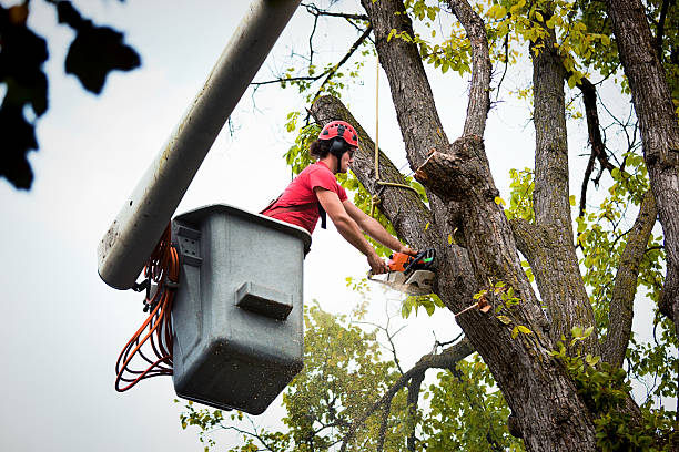 Best Tree Mulching  in Deforest, WI